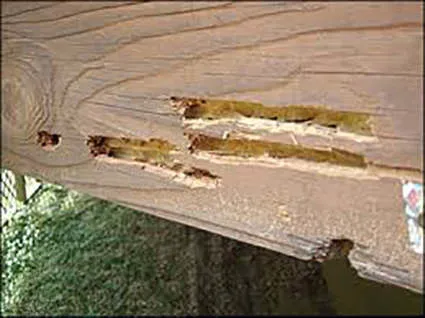 Mandau's Pest Solutions Picture 6