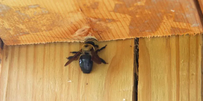 Mandau's Pest Solutions Picture 4