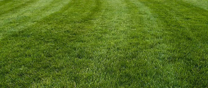 Ohio Green Lawn & Pest Picture 1
