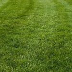 Ohio Green Lawn & Pest