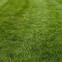 Ohio Green Lawn & Pest ico