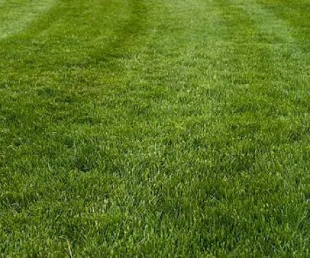 Ohio Green Lawn & Pest