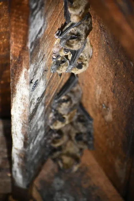 B&C Exterminating Picture 2