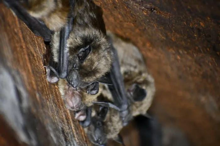 B&C Exterminating Picture 7