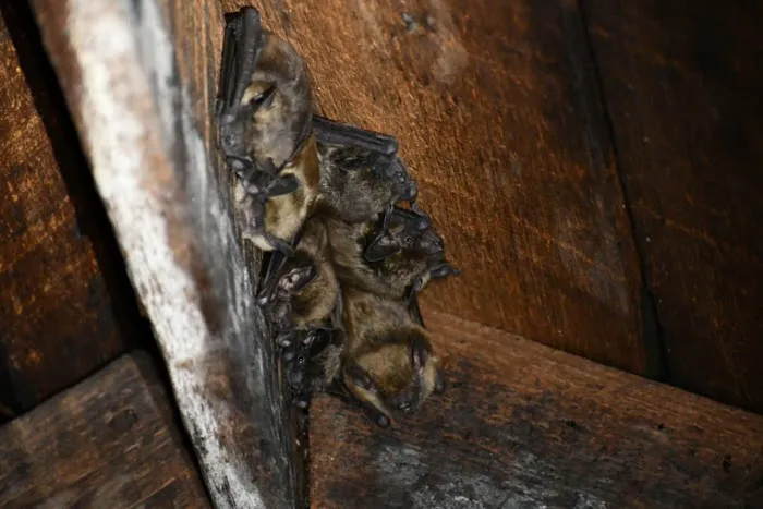 B&C Exterminating Picture 3