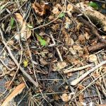 Cheryl's Pest Defense