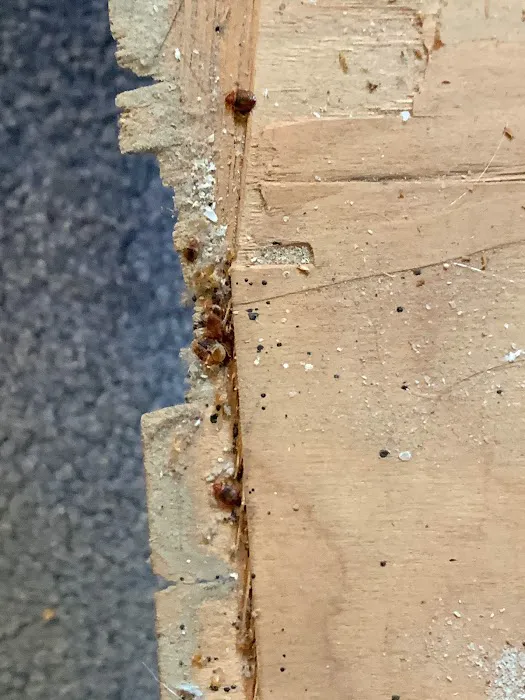 Cheryl's Pest Defense Picture 6