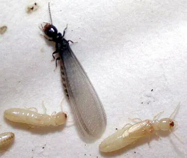 A&S Pest Control Picture 1