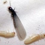 A&S Pest Control