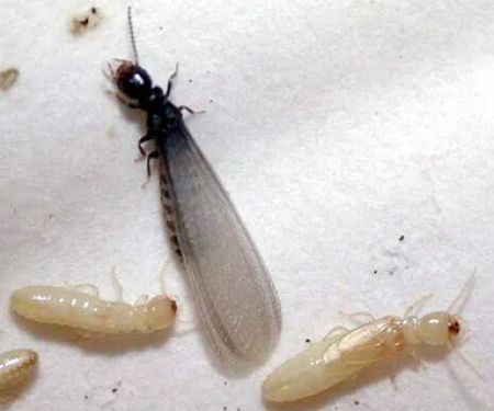 A&S Pest Control