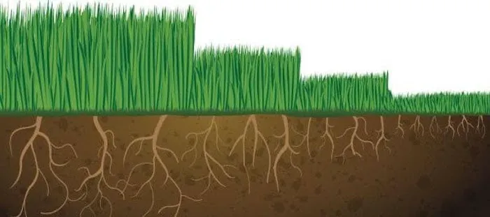 YourScape Fertilization and Lawn Care Picture 7