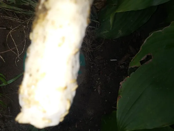 Taylor Pest Control LLC Picture 8