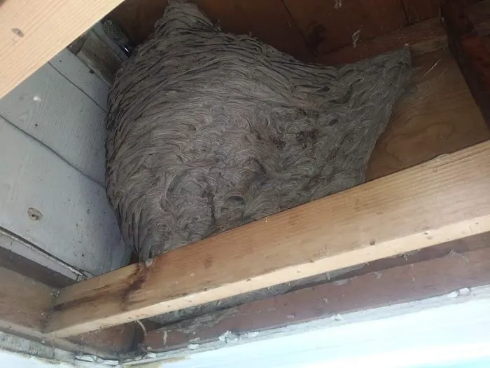 Taylor Pest Control LLC Picture 9