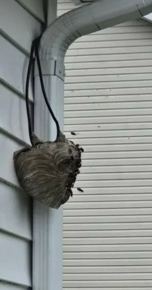 Pestmaster of Sandusky/Norwalk Picture 6