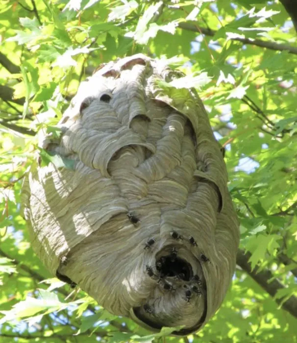 Pestmaster of Sandusky/Norwalk Picture 10