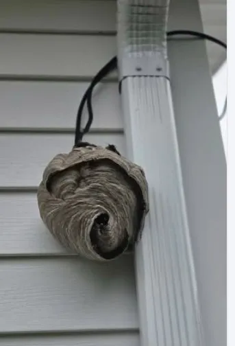 Pestmaster of Sandusky/Norwalk Picture 7