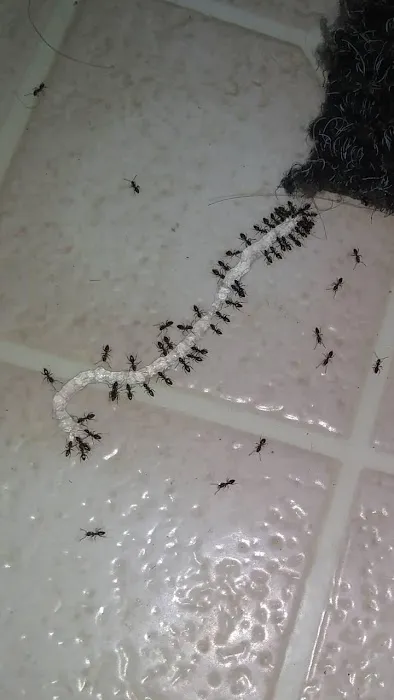 Bogner's Exterminating Picture 8
