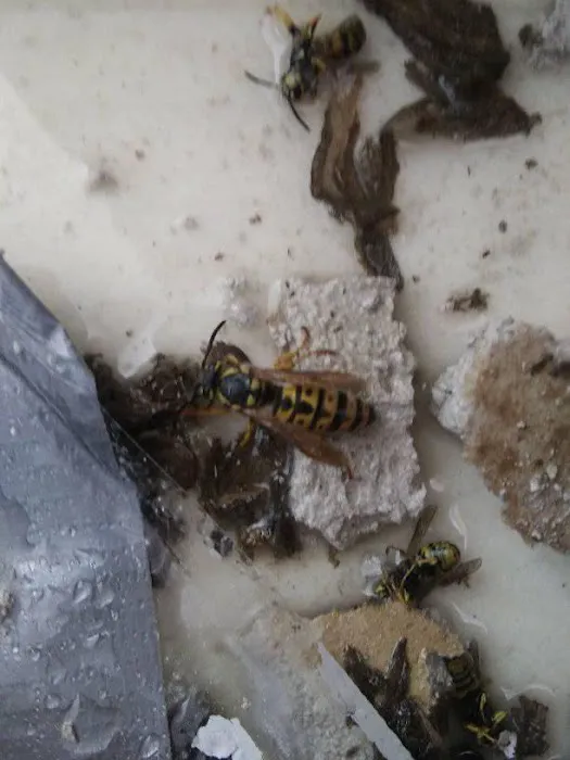 Bogner's Exterminating Picture 1