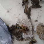 Bogner's Exterminating