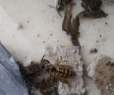 Bogner's Exterminating