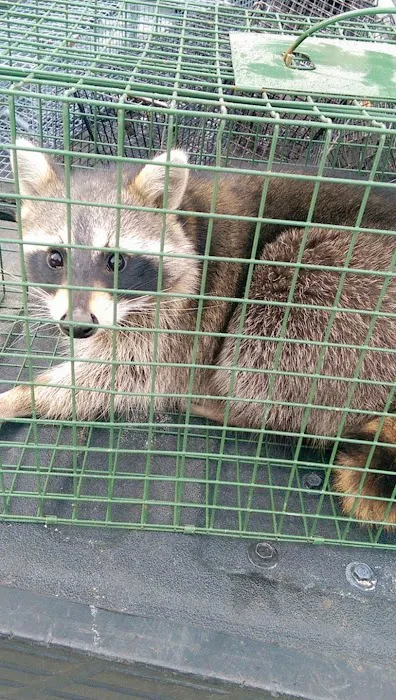 Sandusky Wildlife Removal Pro Picture 3