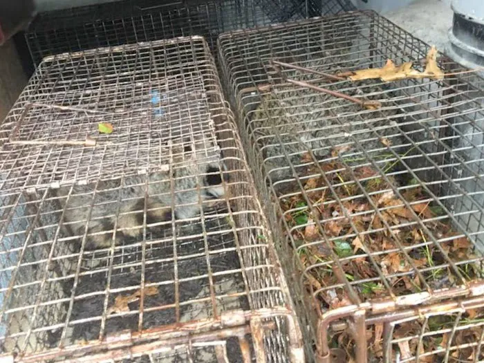 Sandusky Wildlife Removal Pro Picture 9