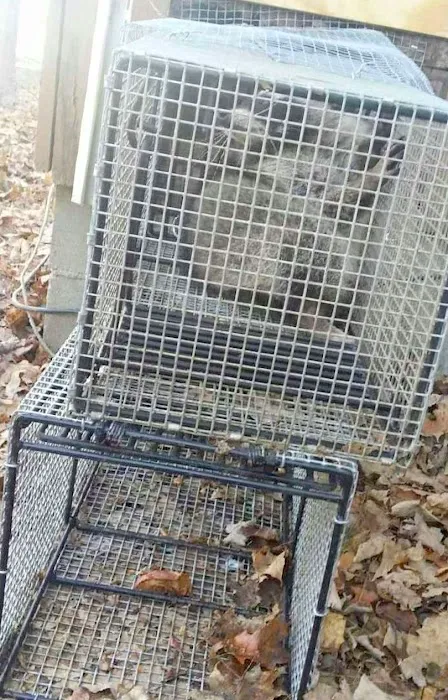 Sandusky Wildlife Removal Pro Picture 7