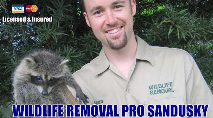 Sandusky Wildlife Removal Pro Picture 4