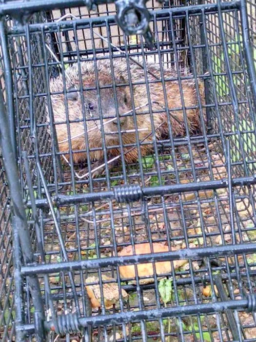 Sandusky Wildlife Removal Pro Picture 10