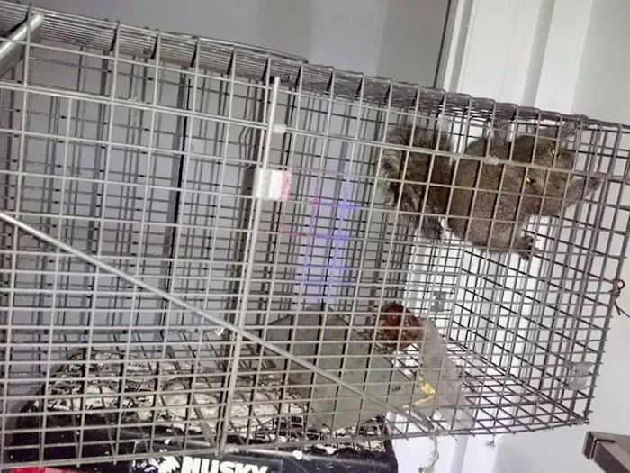 Sandusky Wildlife Removal Pro Picture 8