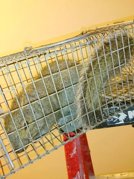 Sandusky Wildlife Removal Pro Picture 1
