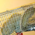 Sandusky Wildlife Removal Pro