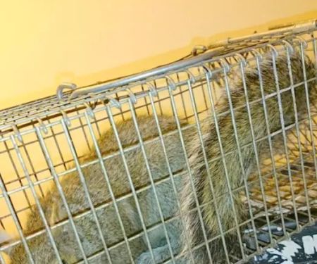 Sandusky Wildlife Removal Pro