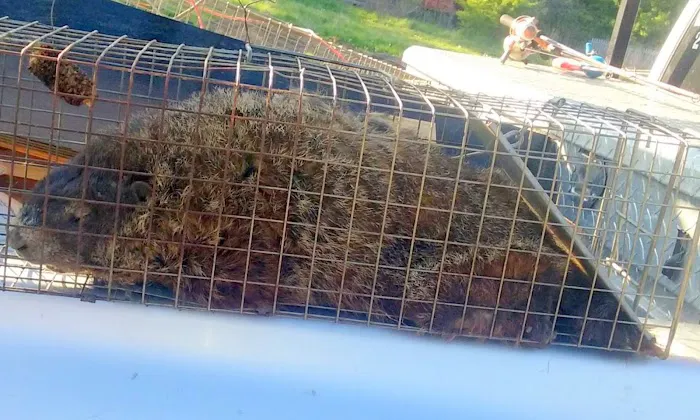 Sandusky Wildlife Removal Pro Picture 5