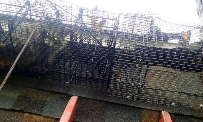 Sandusky Wildlife Removal Pro Picture 6