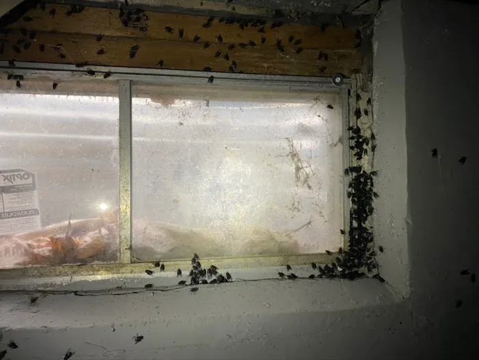 Spider Assassin and Pest Management Picture 6