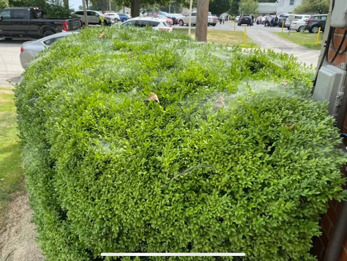 Spider Assassin and Pest Management Picture 10