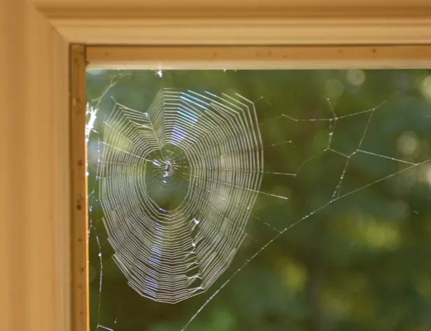 Spider Assassin and Pest Management Picture 5