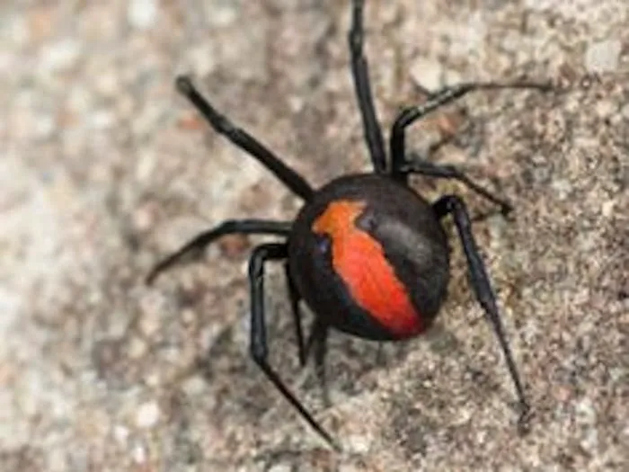 Lucky Lee's Pest Control Picture 2