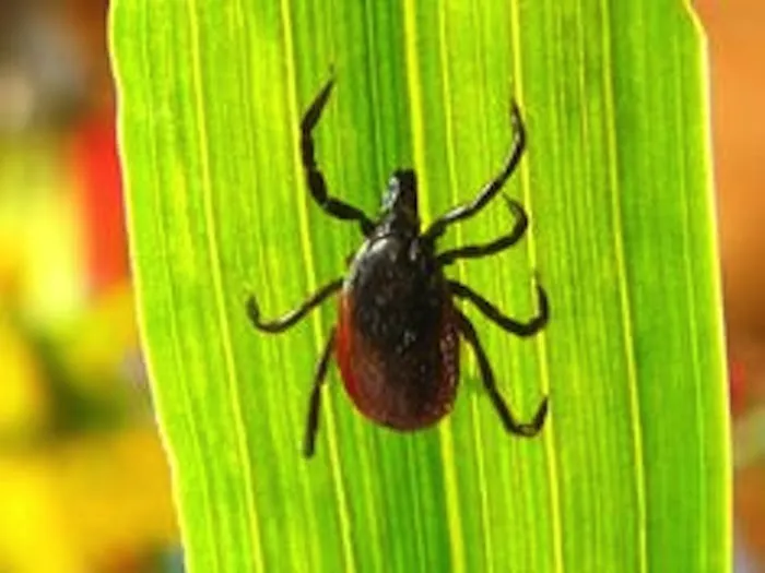 Lucky Lee's Pest Control Picture 4