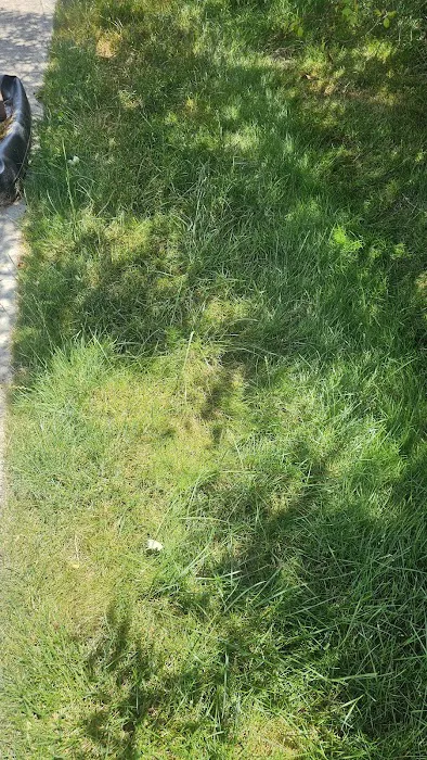 Free Spray Lawn Care Picture 9