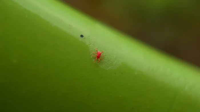 Free Spray Lawn Care Picture 8