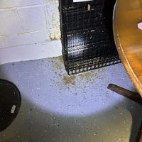 Professional Bug Solutions ico