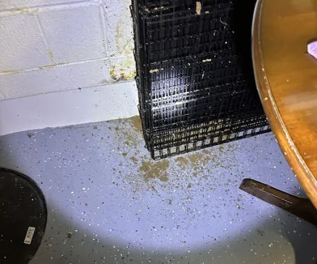 Professional Bug Solutions