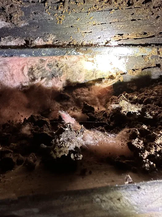 Professional Bug Solutions Picture 5