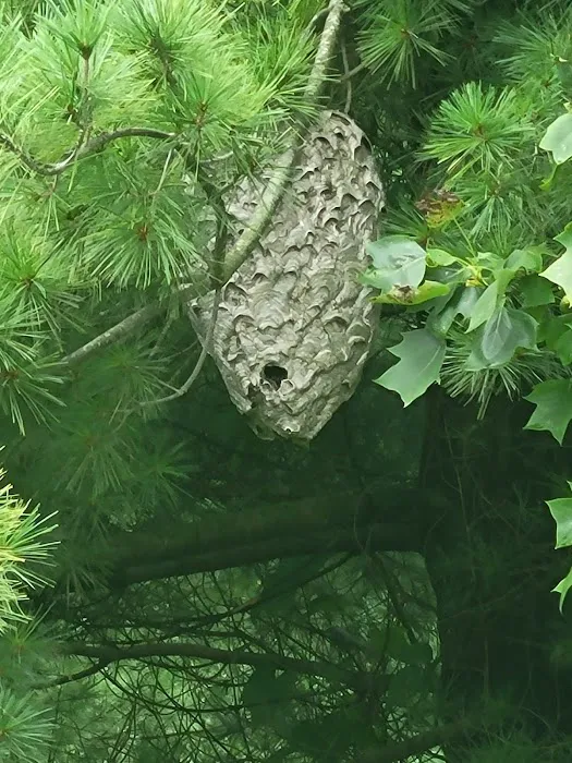Greenix Pest Control Picture 7