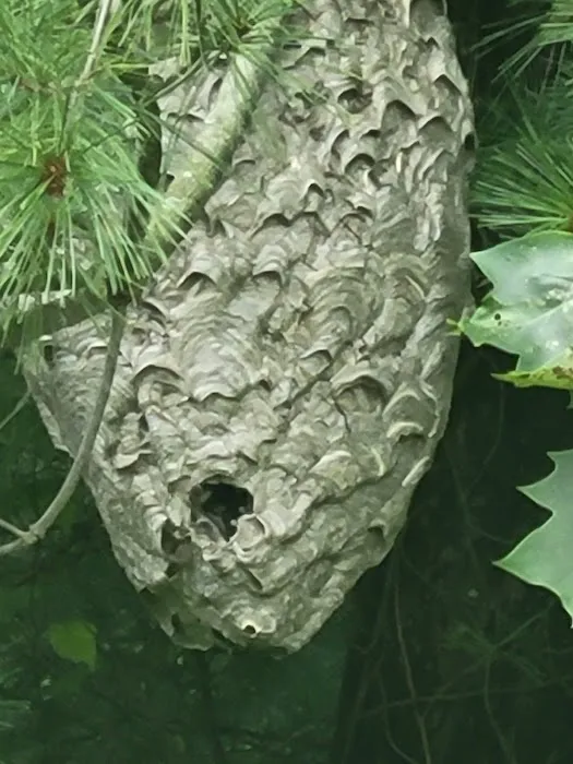 Greenix Pest Control Picture 10