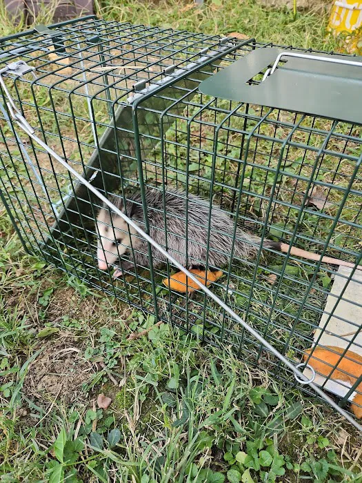 Swat Pest Solutions LLC Picture 10
