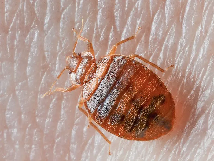 Swat Pest Solutions LLC Picture 8