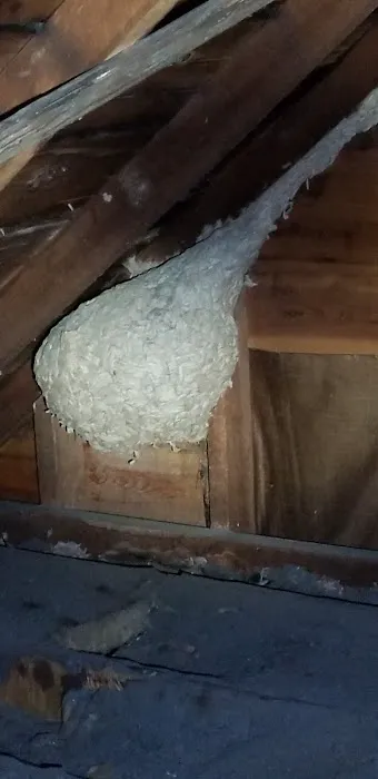 Zander Pest Control Picture 1